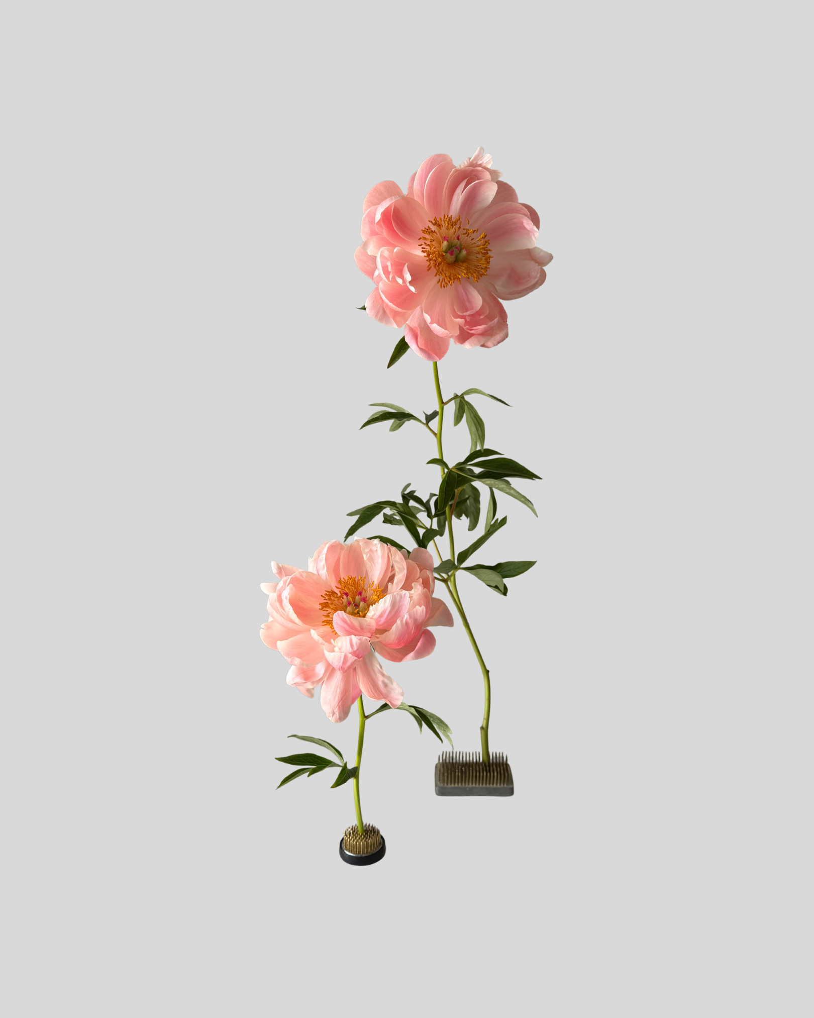Ikebana Flower Frog – Adelaide Flower House