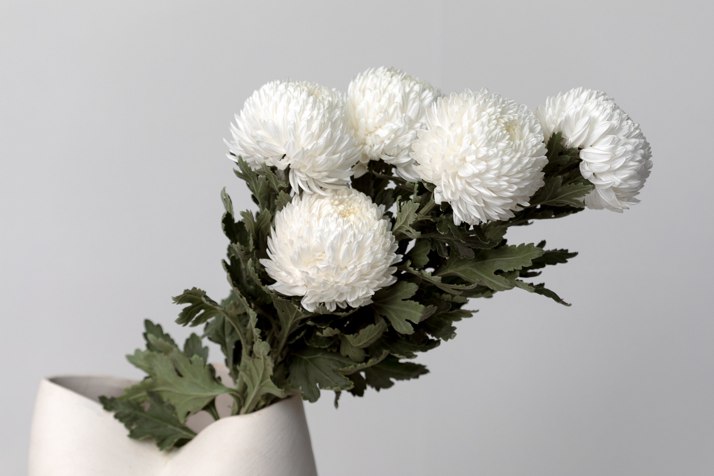 Chrysanthemums