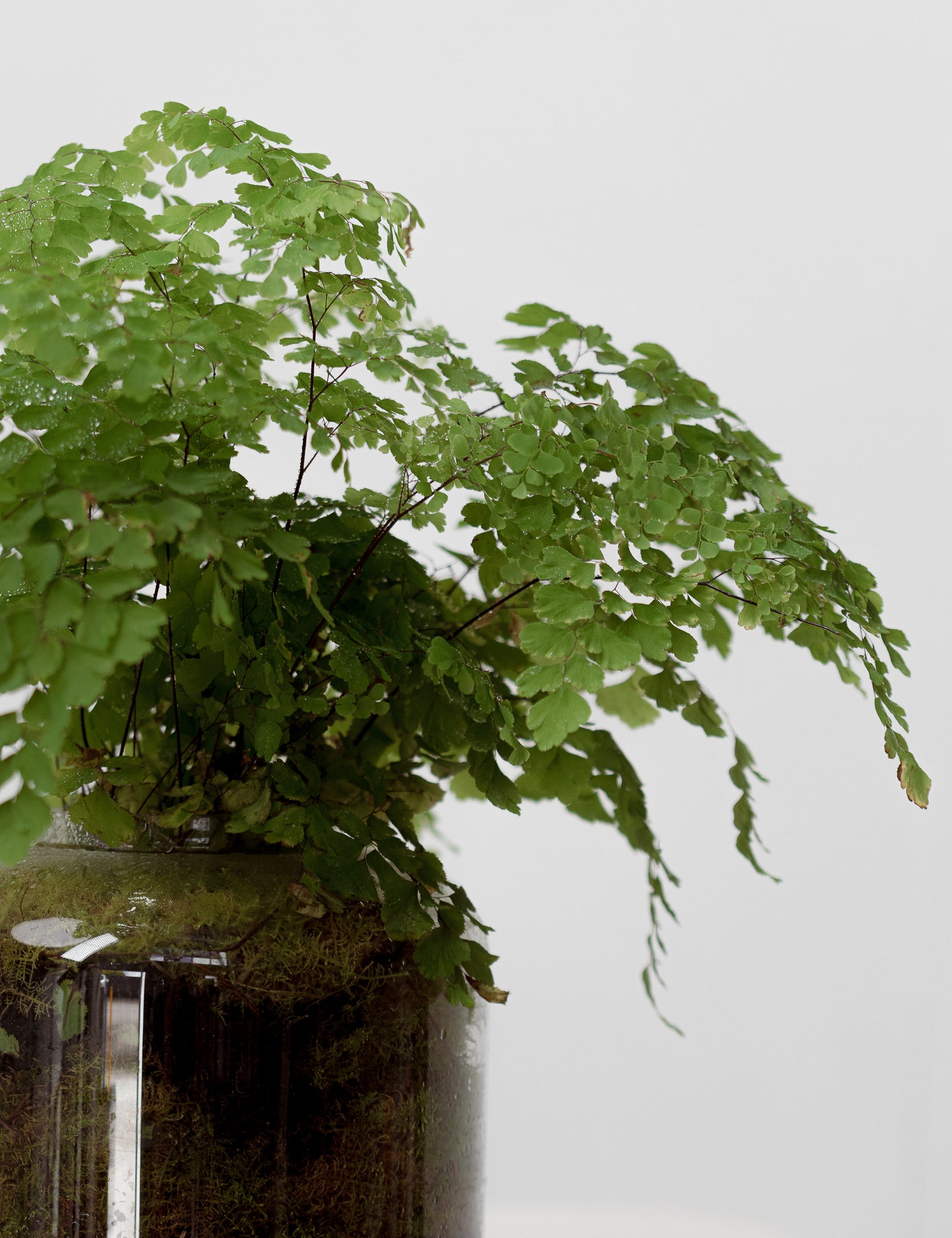Maiden Hair Fern