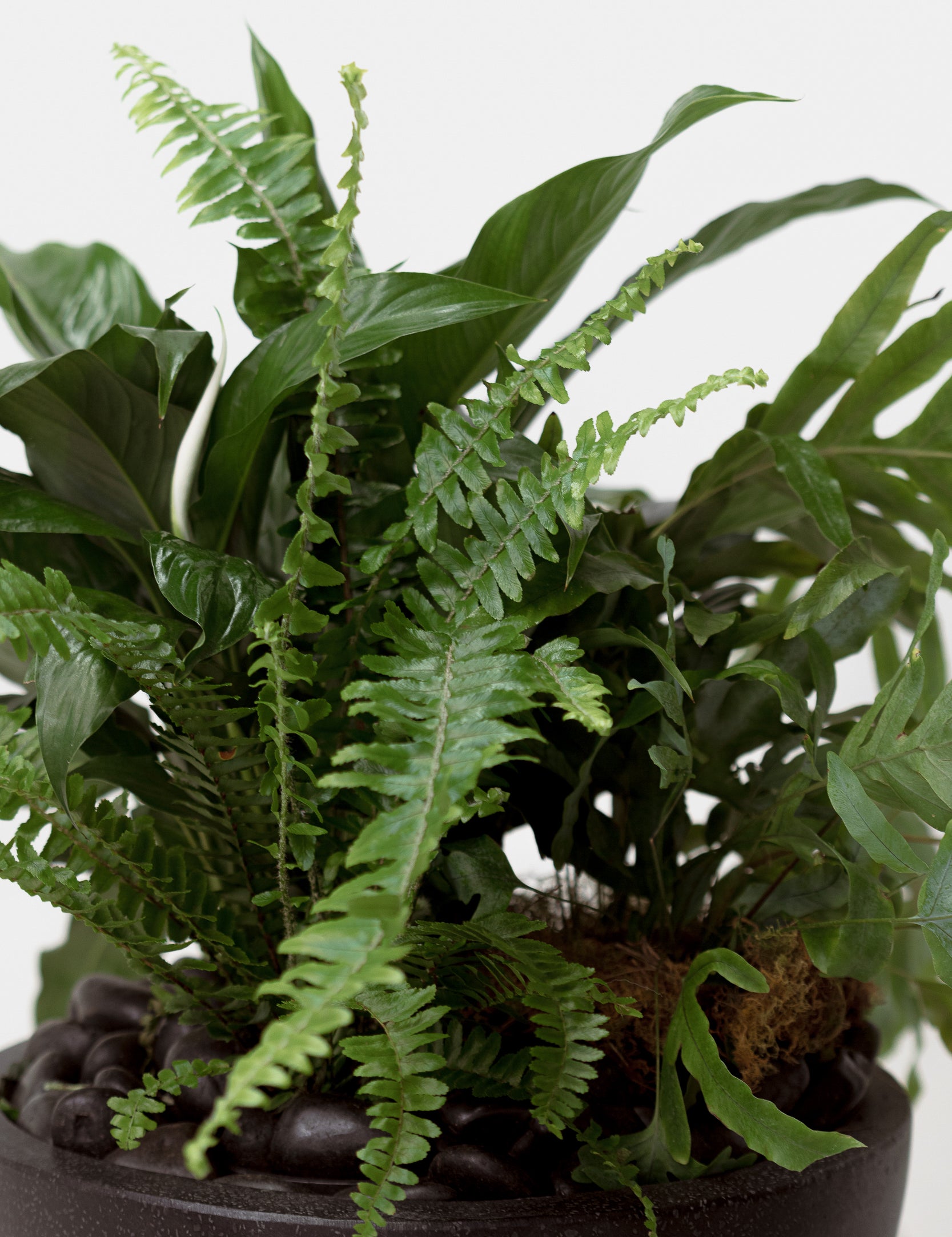 Plant Bowl