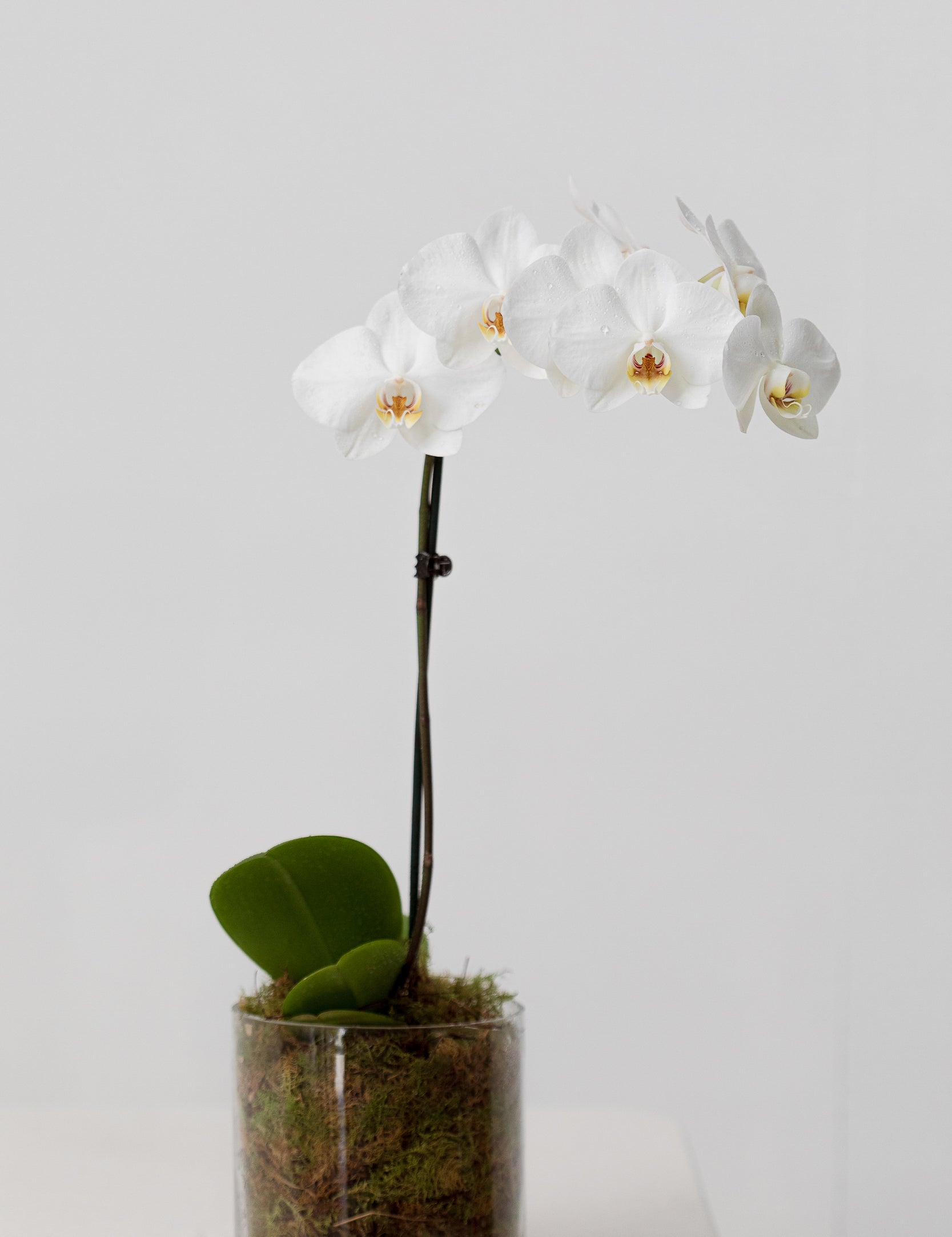 Potted Phalaenopsis Orchid