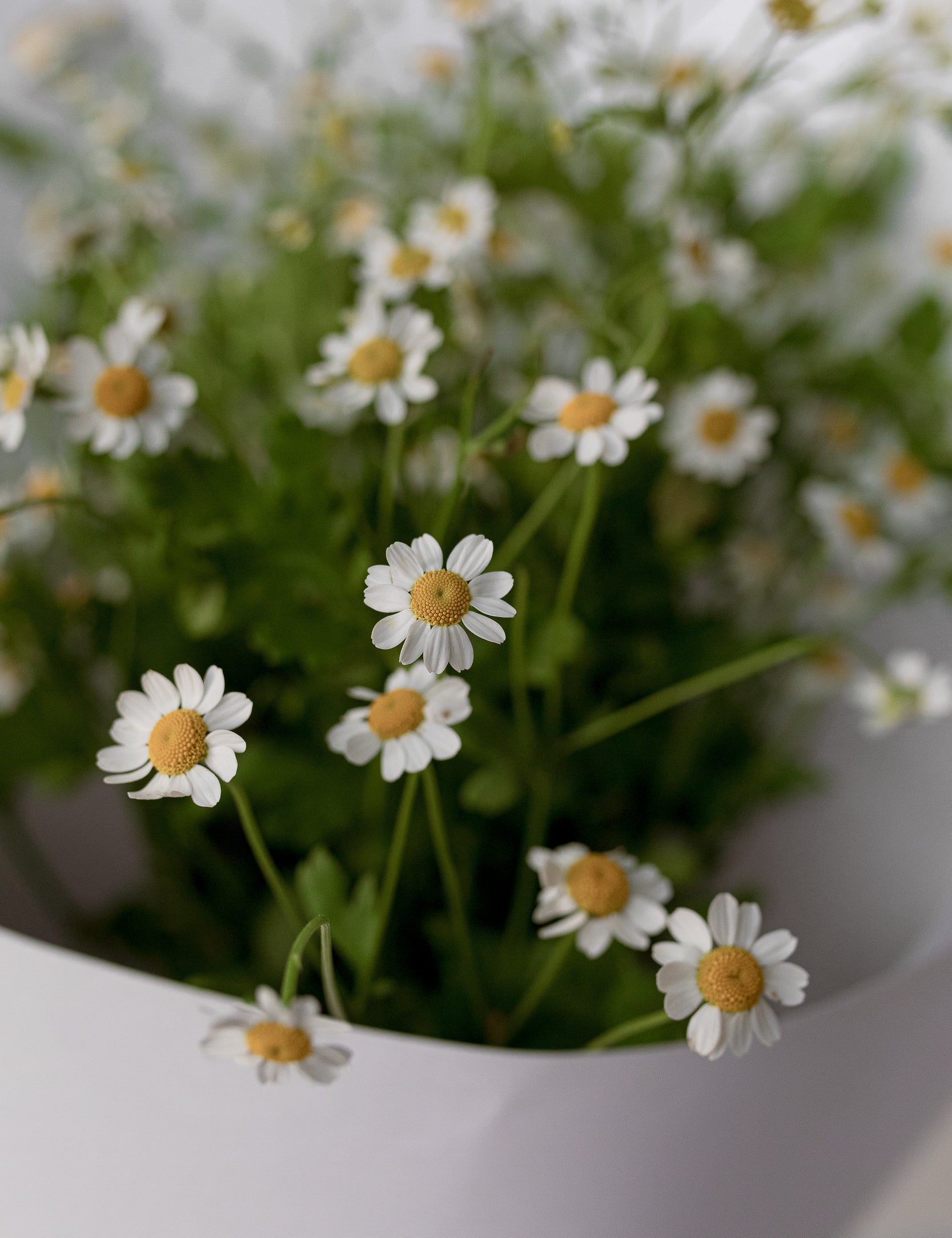 Chamomile
