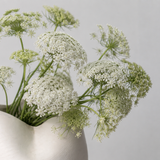 Queen Anne's Lace
